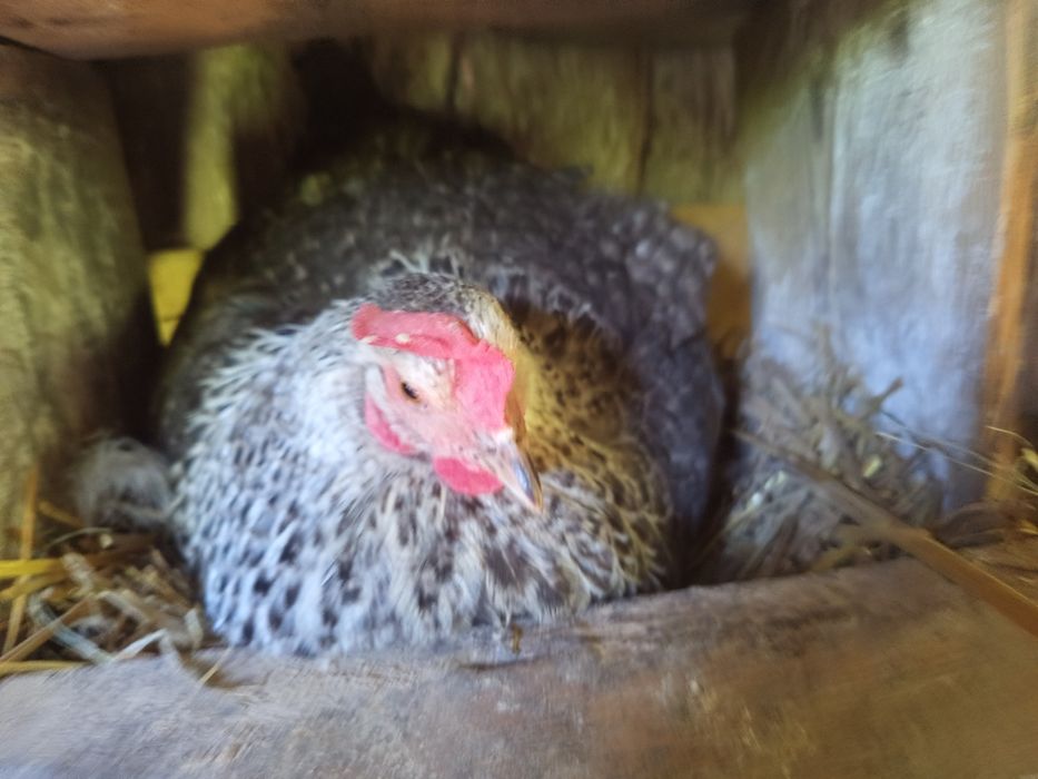 Stadko kur Marans 6 + 1 / czerwona skorupa