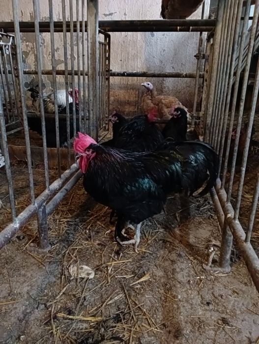 Koguty Australorp i Wyandotte