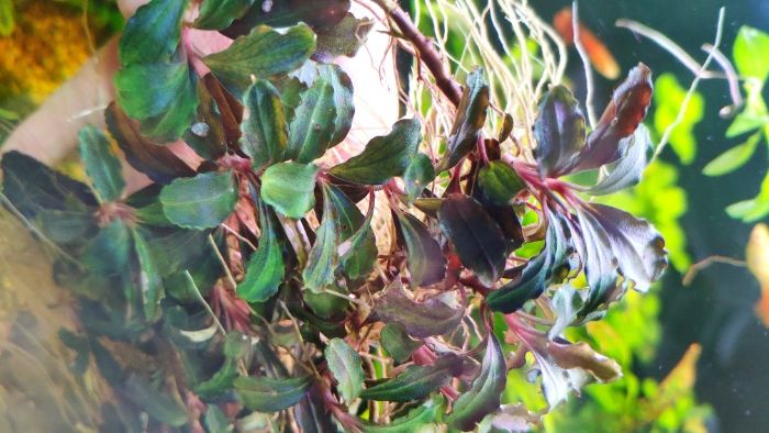 Буцефарандри неймовірно яскраві эхBucephalandra cf. motleyana Black Pu