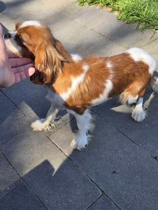 Cavalier King Charles Spaniel suka