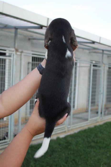 Cachorro Beagle TOP