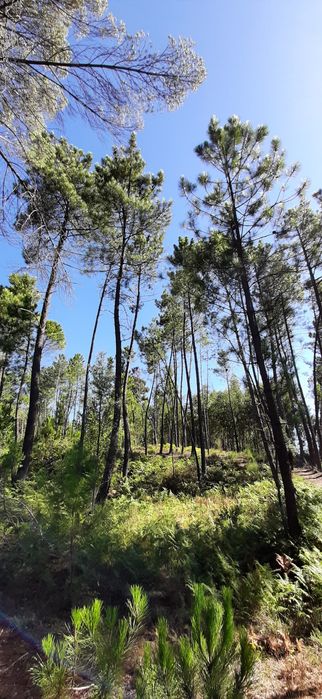 Pinhal sito à Portela, com bons acessos.