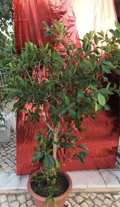 Plantas de exterior diversas