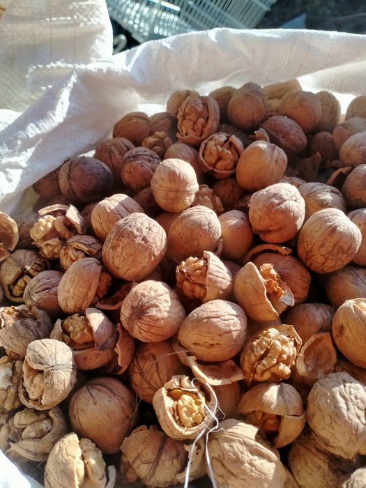 горіхи волоські бойний