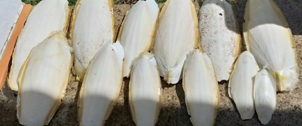 Osso de choco. Cálcio para aves, tartarugas e répteis.