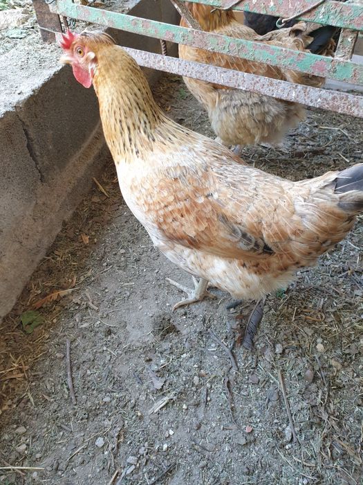 Ovos galados azuis, verdes, marron e normais