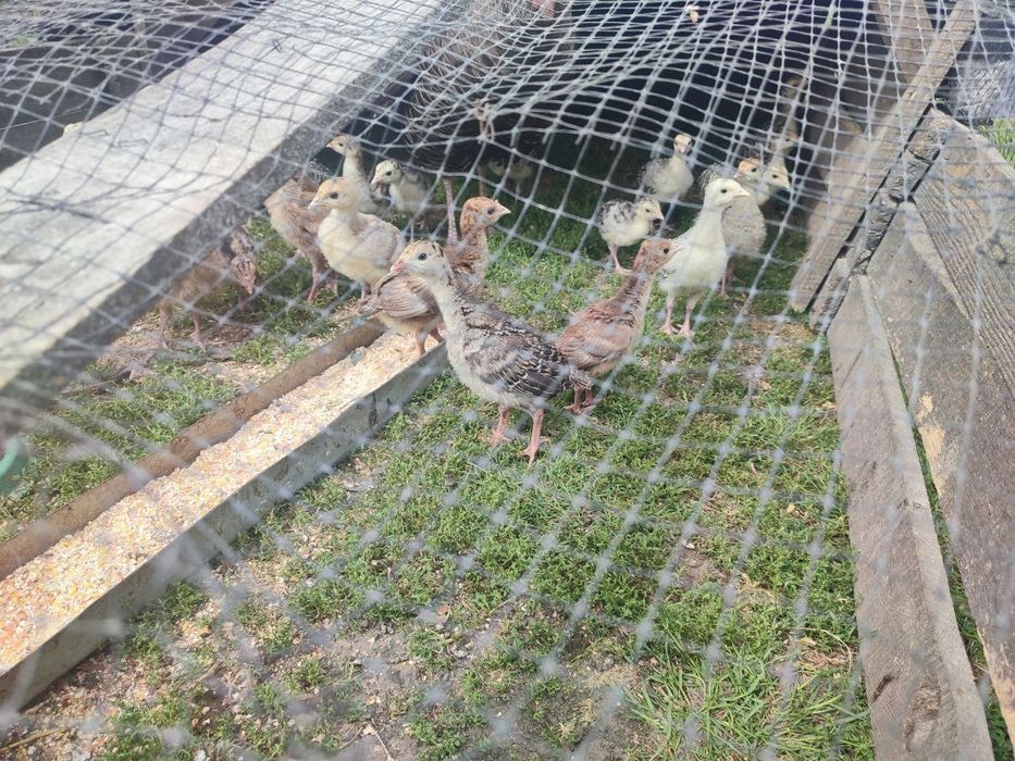 Продаю маленьких індиків