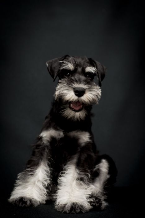 Цвергшнауцер дівчинка і хлопчик