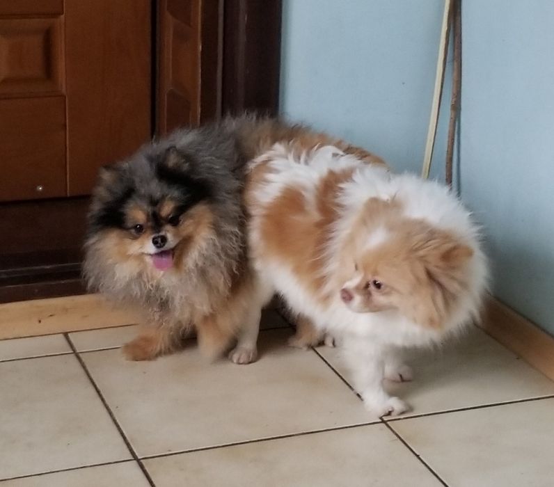 Вязка !Цветной мэрлёвый кобель померанский шпиц