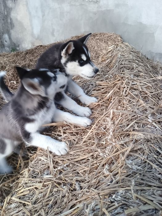 Piesek Siberian Husky