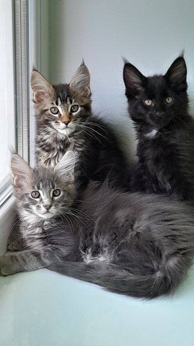 Розкішні кошенята мейн кун.