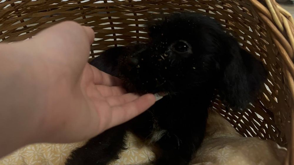 Цуценята з маленьких в добрі руки