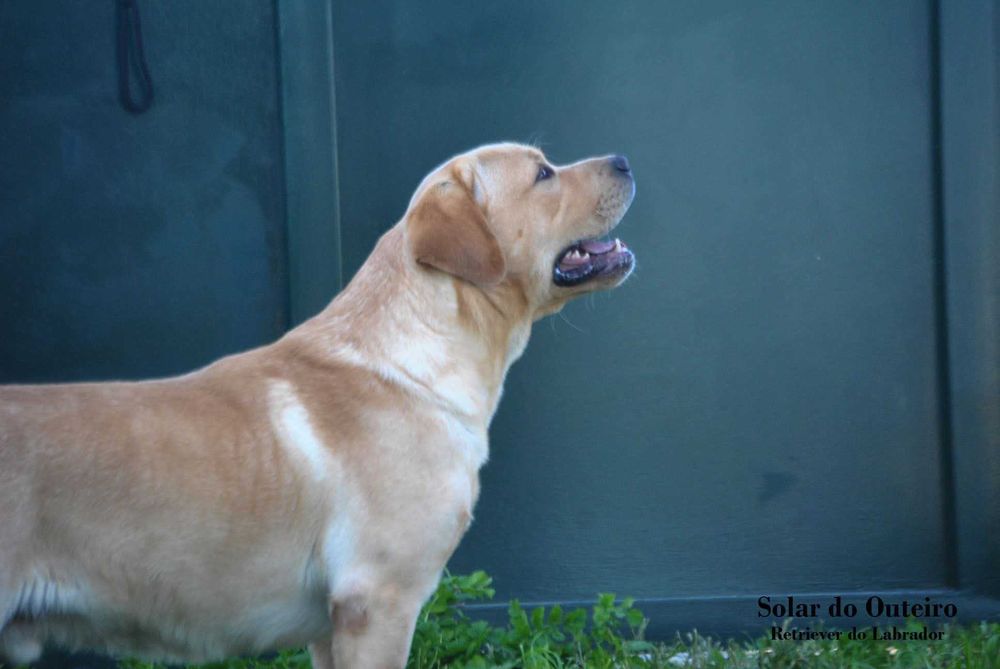 Labrador com LOP