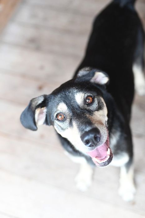 Mlody rozbrykany Goofy szuka wesołego domu