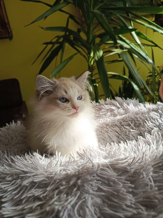 Kocurek Ragdoll, Międzynarodowy Rodowód FPL