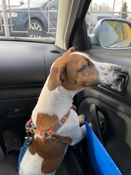 Джек Рассел В’язка