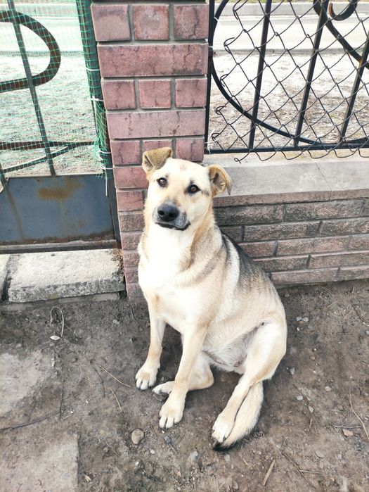 Віддам безкоштовно песиків.