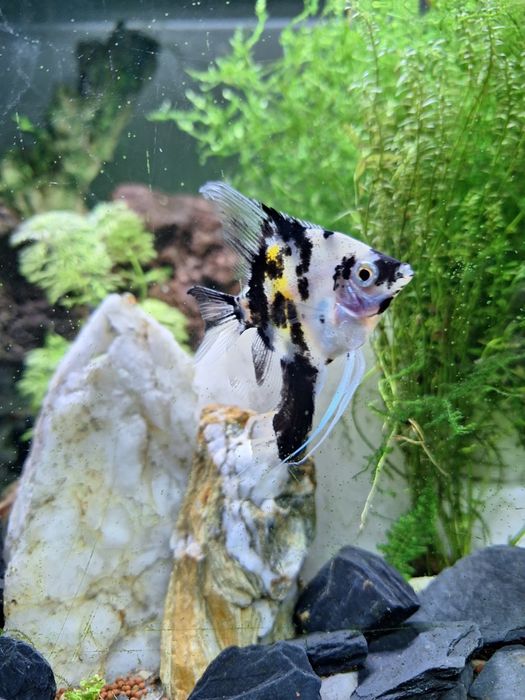 Dois Escalares peixe