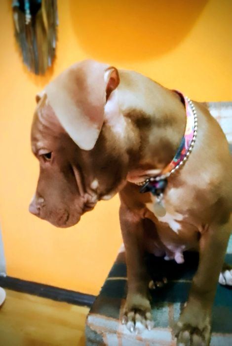 Щенок питбуля, кобель, редноуз, (хорошие гены)