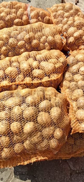 Ziemniakj Gala Soraya