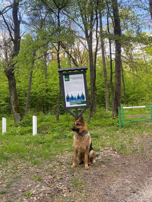Шукає дівчинку для в'язки вівчарка
