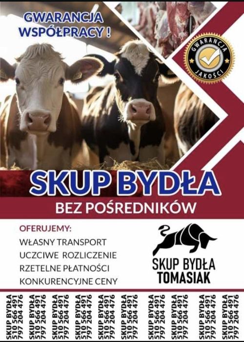 Skup Bydła Rzeźnego Oraz Cieląt