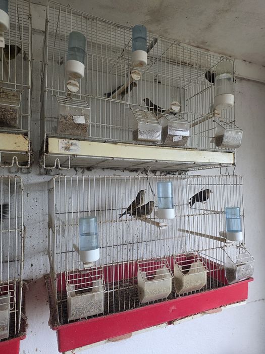 Canários e hibridos