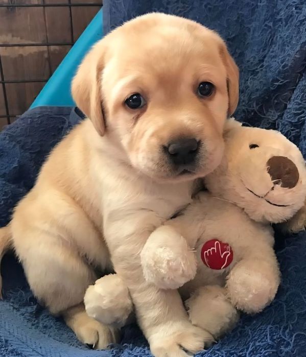 Szczeniaczek śliczny w dobre ręce biszkopcik piesek Labrador Golden re