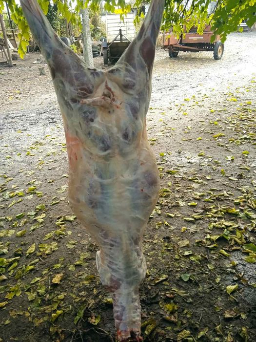 Вівці романовської породи, молодняк