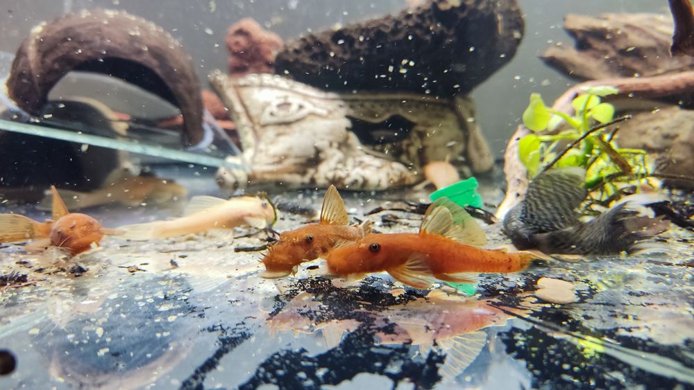 Młode samce ancistrus Red