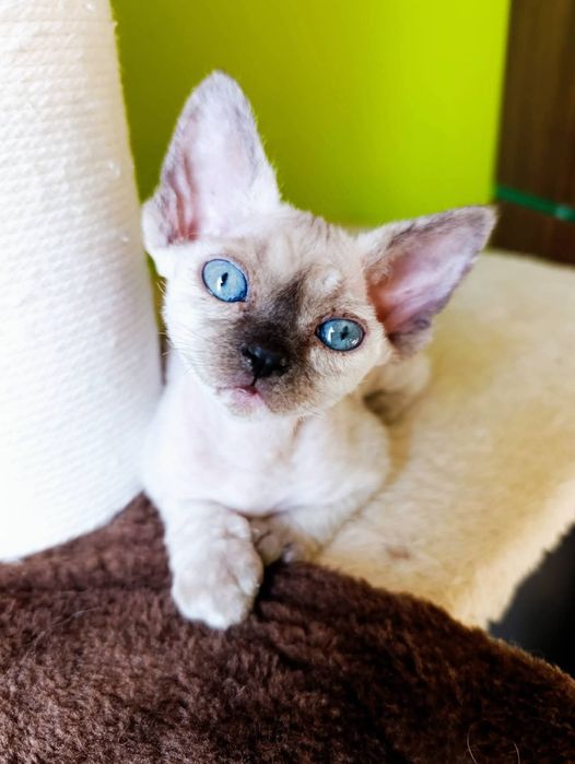 Koteczka Devon Rex DEE DEE