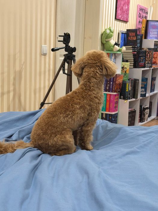 Перетримка тварин