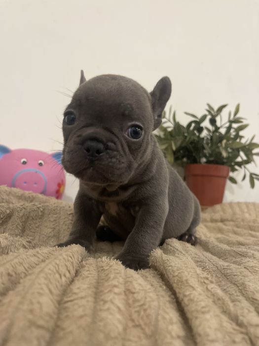 Filhote de Bulldog Francês - Blue
