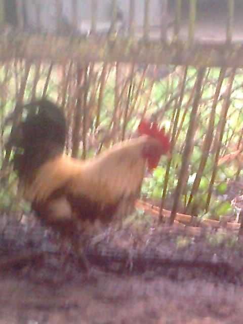 Продам півників амерауканської породи.