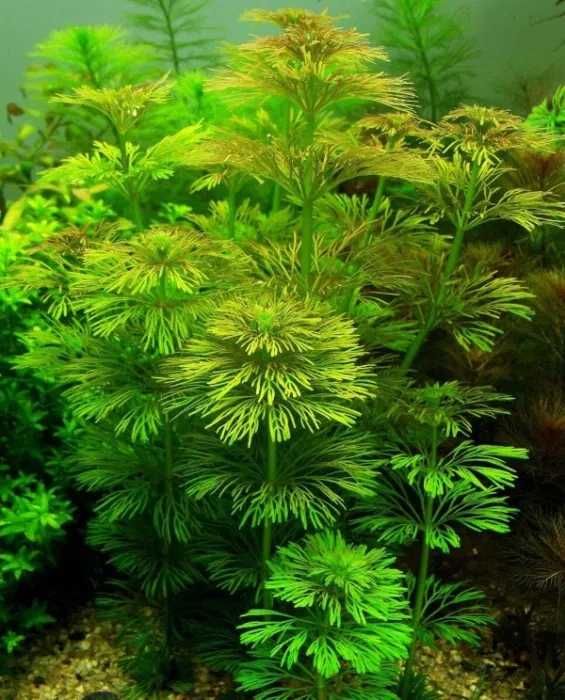 limnophila sessiliflora bezszypułkowa 20 sadzonek dł. 15cm