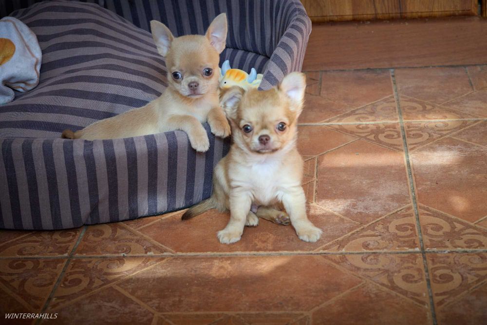 Чіхуашечки крихітки КСУ