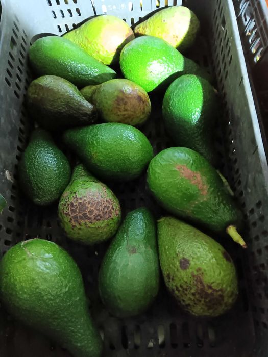 Frutas do Poceirão (faço entregas também)