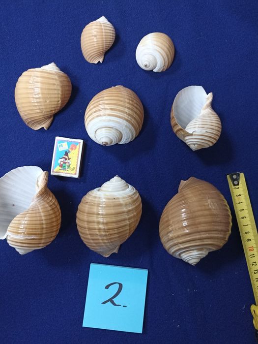Ракушки морские и океанические
