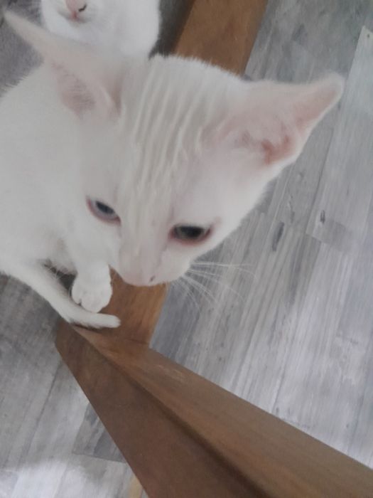 Gatos para adoção