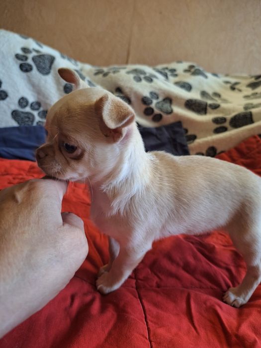 Девочка чихуахуа.