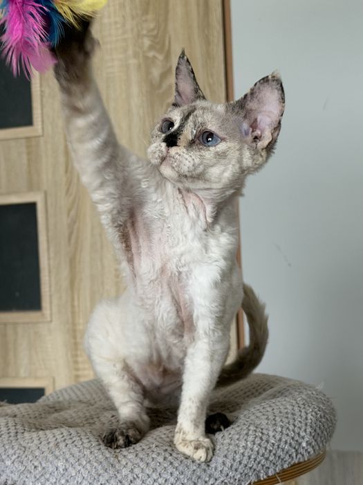 Devon Rex kotka TOLA
