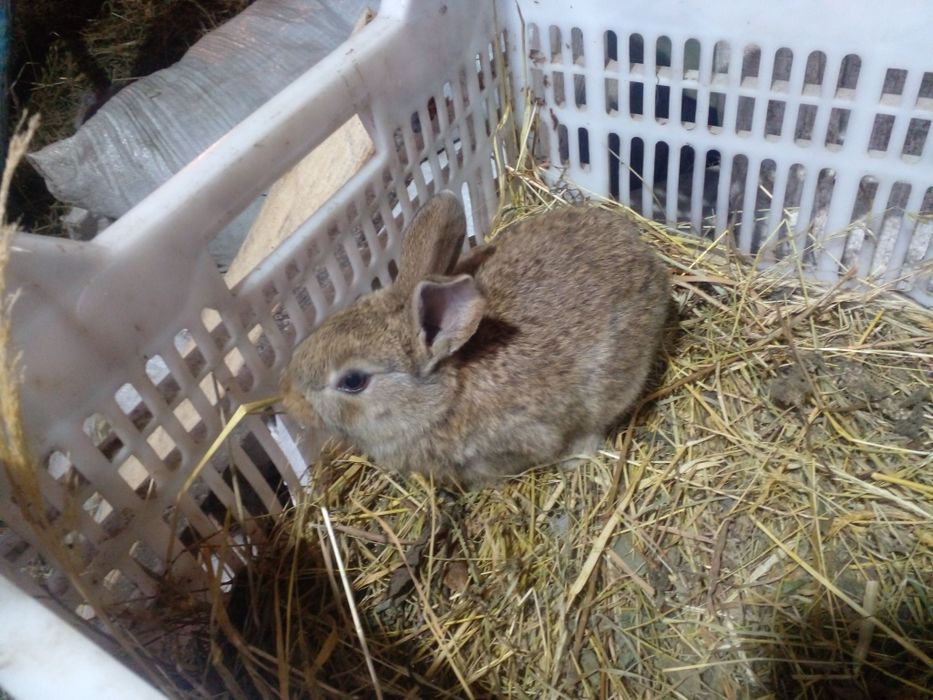 Самці молодняк різних порід