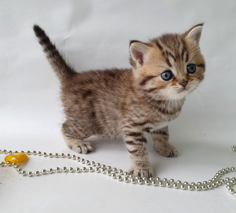Киев котик британец, клубный, няшная мордочка. Котята, котенок, кошеня