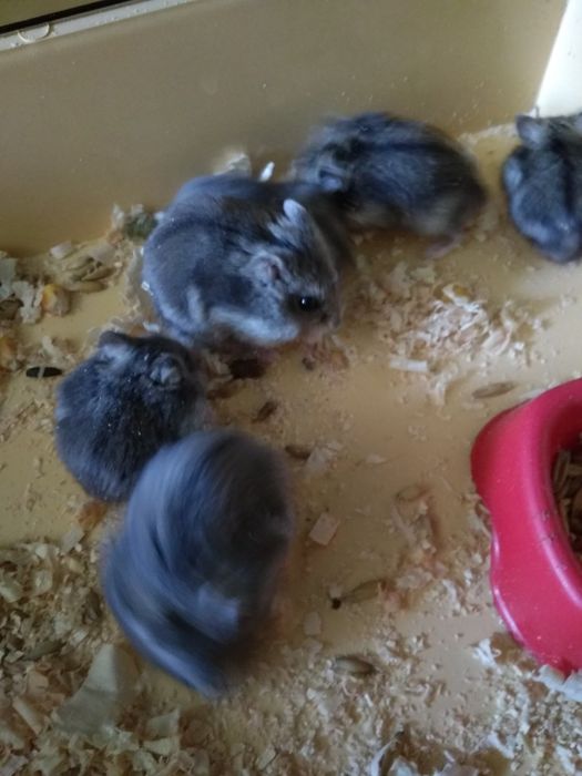 Джунгарский хомяк