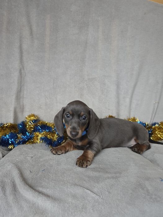 Jamnik miniaturowy - blue