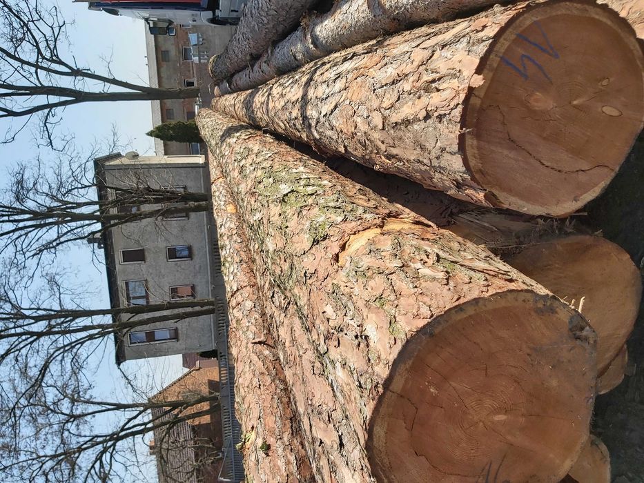 modrzew tartaczny dłóżyca