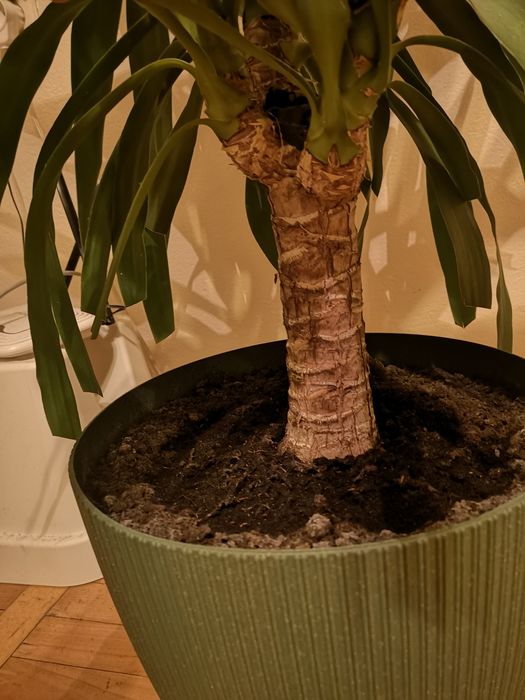 Roślina tropikalna - Yucca