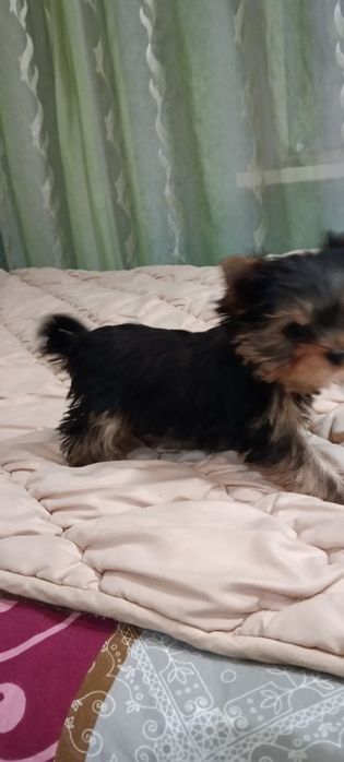 Девочка Йорка мини.