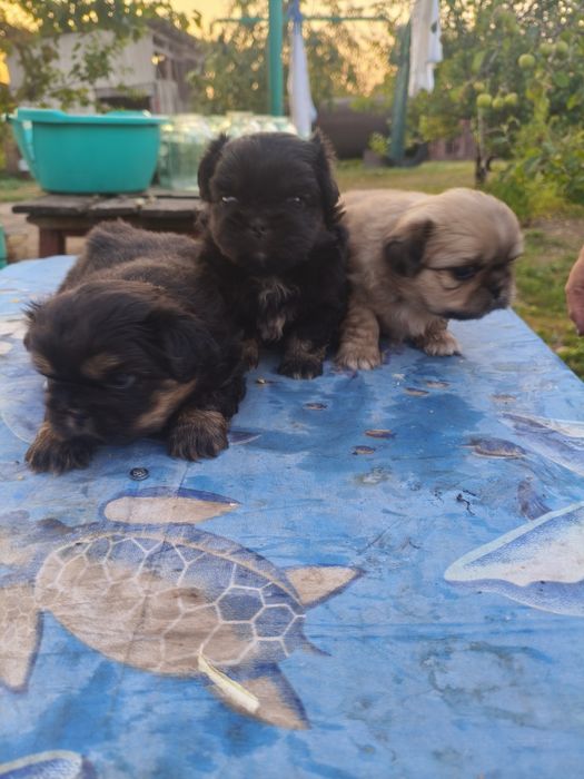 Продажа Пекинесы