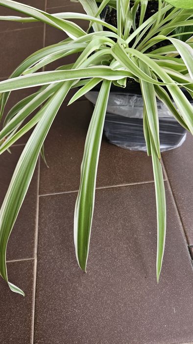 Piękna Zielistka Sternberga trawa odmiana biało zielona 3 odnóżki